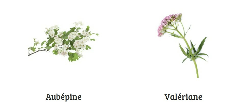 dr-ernst-n-5-24-sachets-infusions-tisane-relaxante-bonne-nuit-description-pharmacie-en-ligne-luxembourg-pharmaglobe.lu