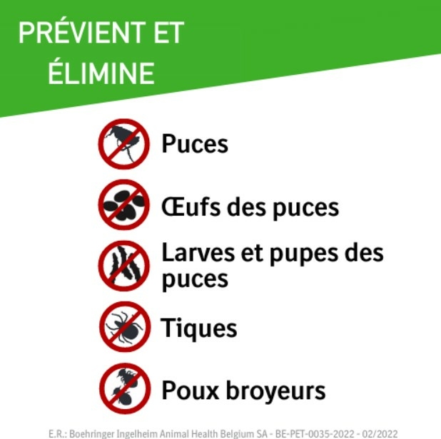 frontline-combo-line-cat-chats-6-pipettes-boehringer-ingelheim-puces-poux-tiques-description-pharmacie-en-ligne-luxembourg-pharmaglobe.lu