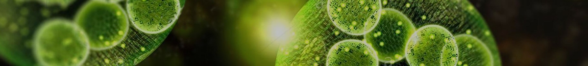 Nutriphys-belgium-chlorella-complements-alimentaires-luxembourg-pharmacie-pharmaglobe.lu