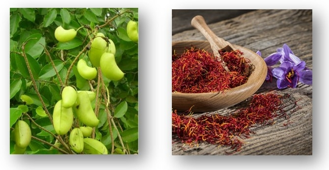 Physiomance-control-ingredients-griffonia-safran