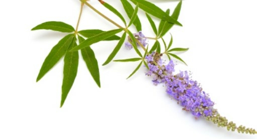 Therascience-gattilier