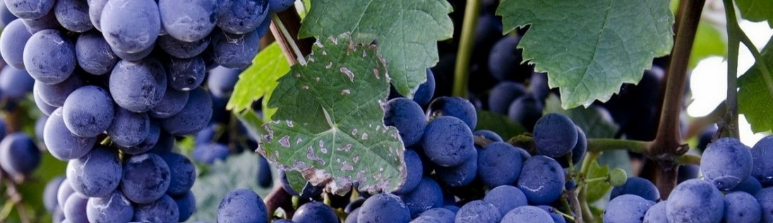 Soria-Natural-Resverasor-complement-alimentaire-soria-bel-prix-produit-avis-pharmacie-en-ligne-luxembourg-pharmaglobe.lu