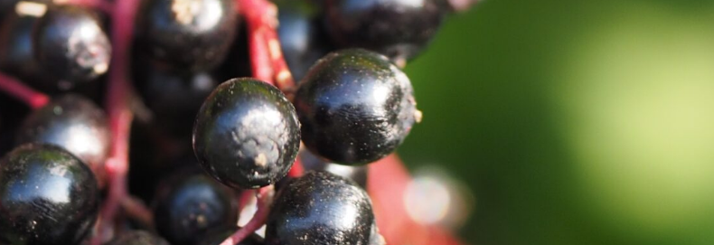 sambuxir-sirop-flacon-150-ml-sureau-cassis-vitamine-c-soria-bel-commande-achat-produit-promo-vente-meilleur-prix-avis