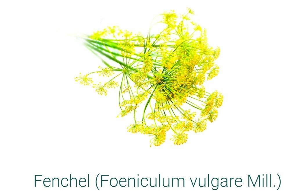 SIDROGA-FENCHEL-20-SACHETS