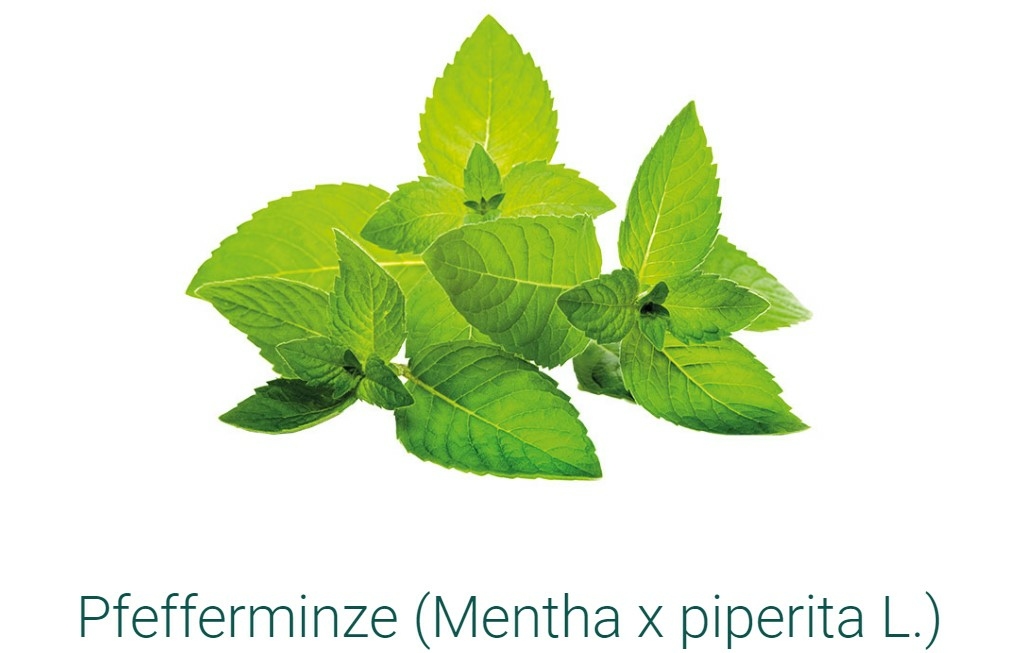 SIDROGA-PFEFFERMINZBLATTER-SACHETS