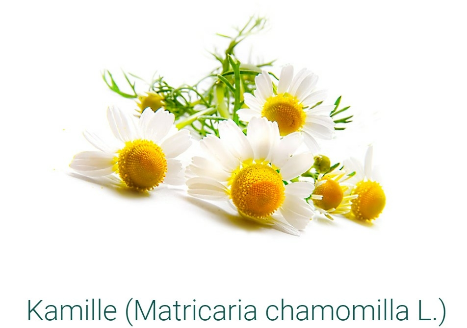 SIDROGA-KAMILLENBLUETEN-SACHETS