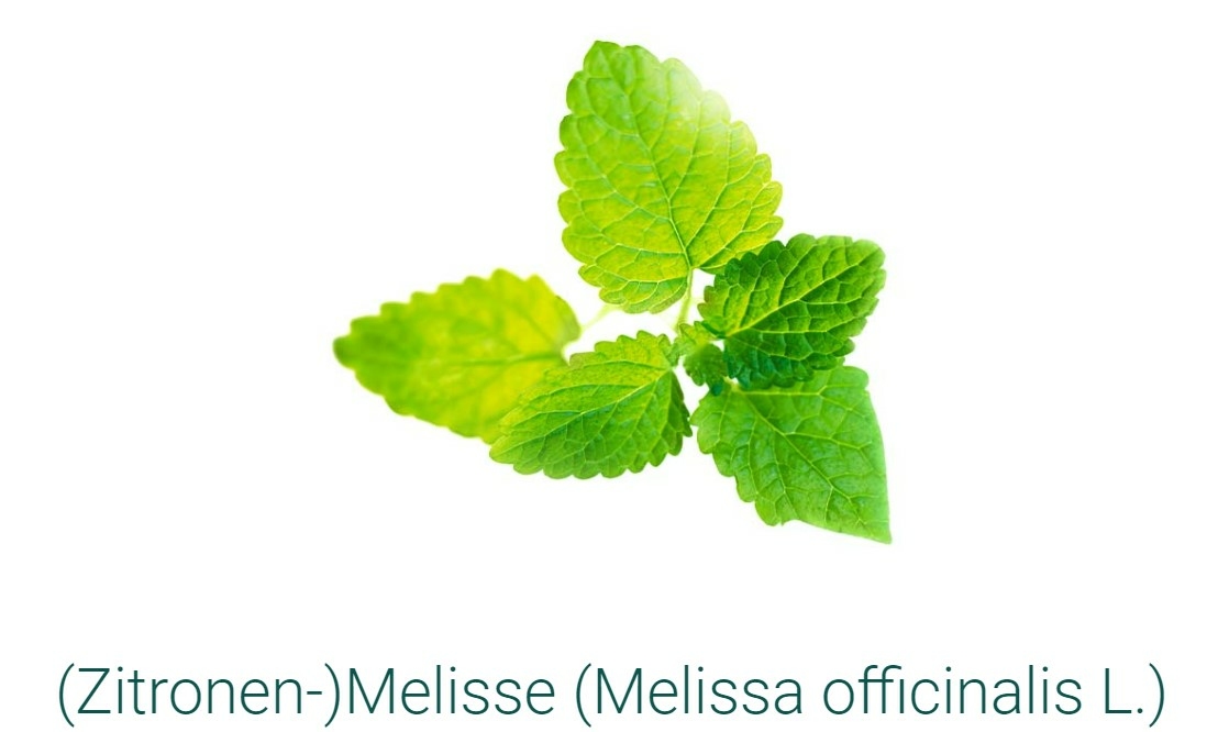 SIDROGA-MELISSENBLAETTER-tisane-20-SACHETS