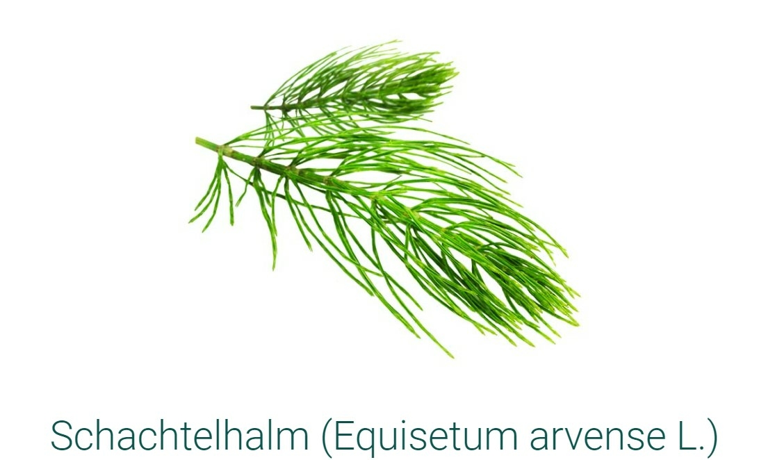 SIDROGA-SCHACHTELHALMKRAUT-tisane-20 SACHETS