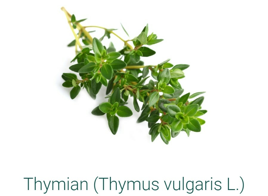 SIDROGA-THYMIAN-tisane-20 SACHETS