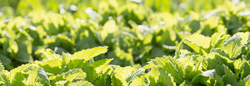 soria-natural-digemel-sirop-digestif-flacon-150ml-commande-achat-produit-promo-vente-meilleur-prix-avis