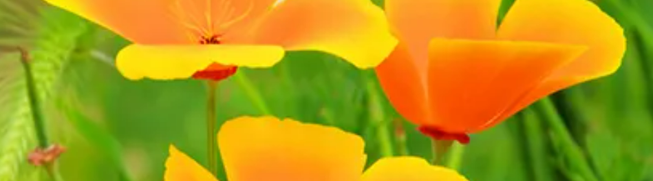 soria-natural-somnizen-boite-60-gelules-calme-stress-sommeil-commande-achat-produit-promotion-vente-meilleur-prix