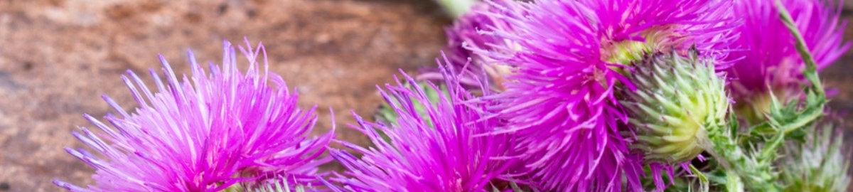 therascience-bardane-phytomance-bardane-boite-90-gelules-maintien-d-une-peau-saine-equilibree-complement-alimentaire-description-pharmacie-en-ligne-luxembourg-pharmaglobe.lu