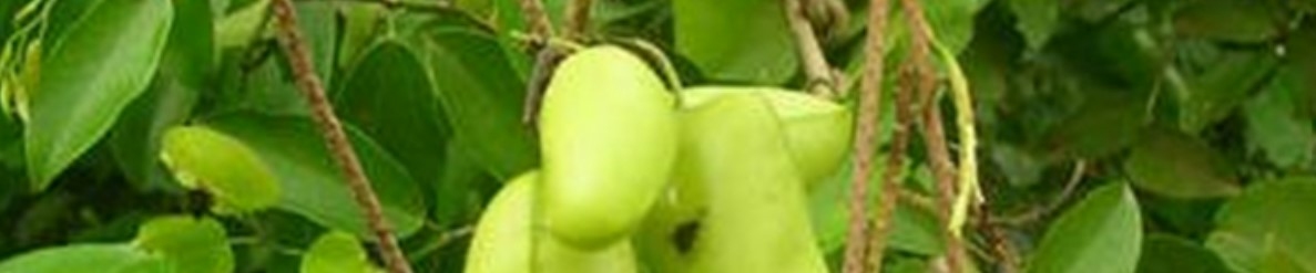 Phytomance-Griffonia-capsules