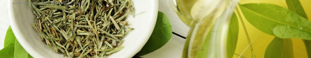 therascience-physiomance-dt2-boite-60-comprimes-glycemie-normale-produit-complement-alimentaire-description-pharmacie-en-ligne-luxembourg-pharmaglobe.lu