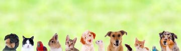 Produits vétérinaire médicaments nourriture pour animaux accessoires chien et chat oiseaux rongeurs anti-puces pharmaglobe